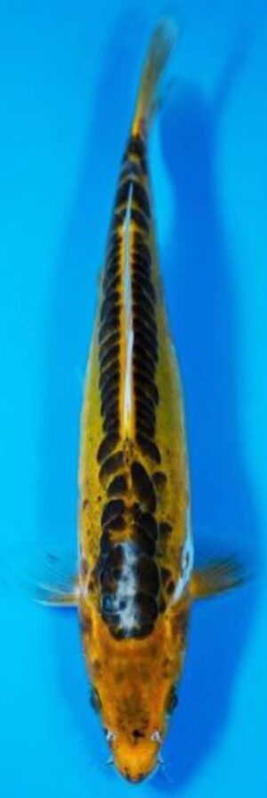 Fisch 4
