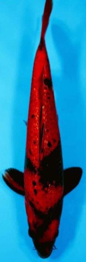 Fisch 8
