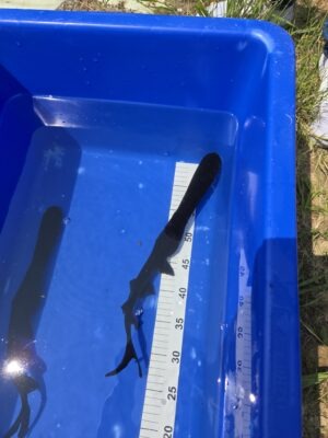 Löffelstör 10cm