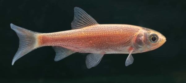 Goldorfen 10-14 cm