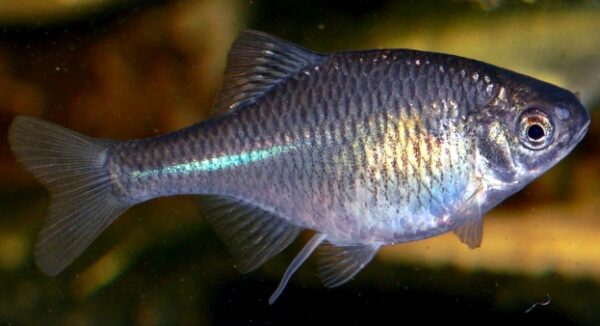 Bitterling 4-5 cm