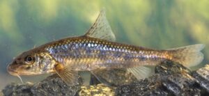 Gründling 7-9 cm