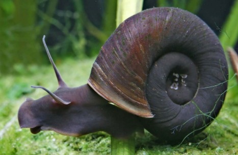 Bildschirmfoto_9-3-2026_213115_www.bing.com Posthornschnecke 2 cm