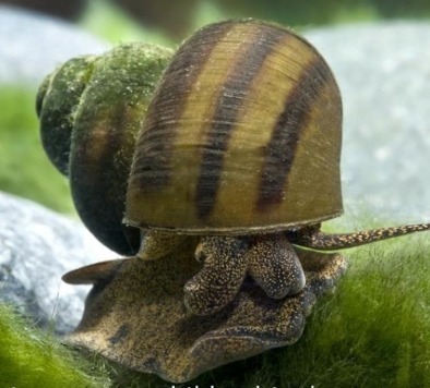 Bildschirmfoto_9-3-2026_21335_www.bing.com Sumpfdeckelschnecke 2 cm