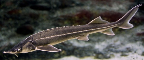 Sterlet 14-25 cm