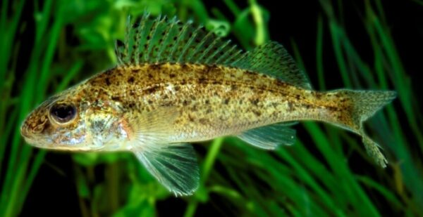 Kaulbarsch 5-8 cm