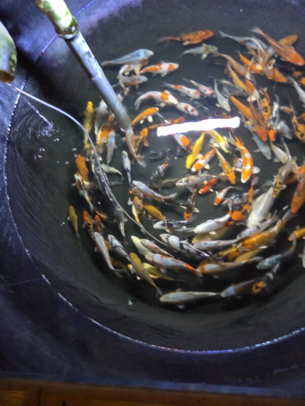 Koi Fische 8-10cm