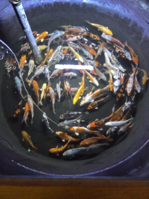 Koi Fische 18-20cm