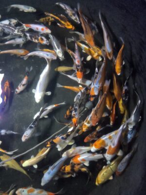 Koi Fische 15-20cm