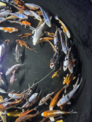 Koi Fische 12-15cm
