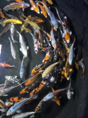 Koi Fische 10-12cm
