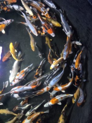 WhatsApp Image 2026-05-16 at 15.56.34 (4) Koi Fische 6-10cm