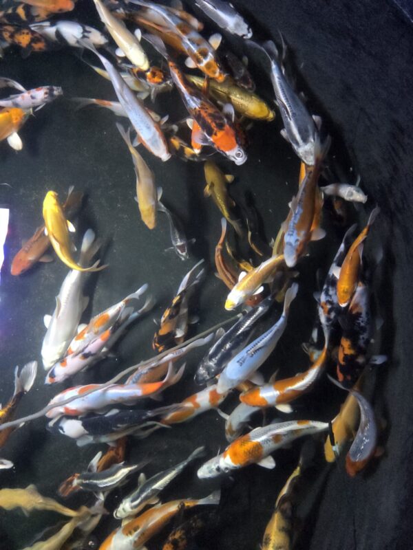 Koi Fische 6-10cm