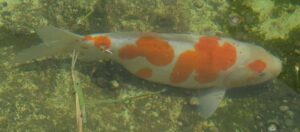 Kikusui 58cm