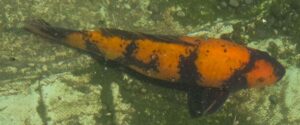 Hi Utsuri 47cm