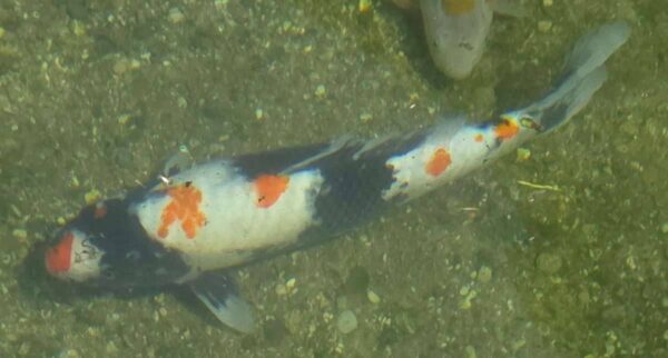 Showa 53cm