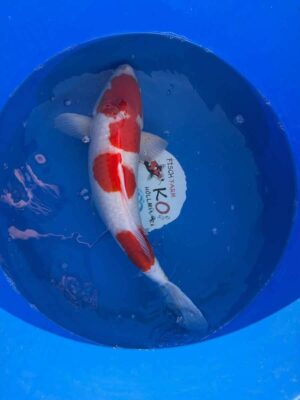 6564_2094460034 Kohaku