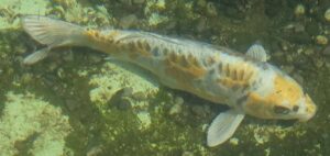 Hariwake 45cm