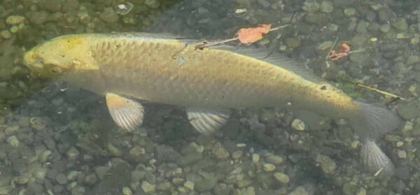 Yamabuki 52cm