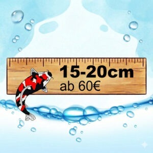 Asagi 61cm