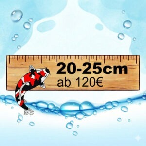 Asagi 61cm
